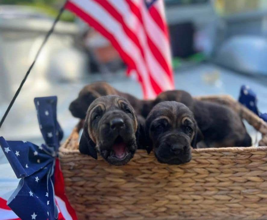 Bouie River Bloodhound Pups breeder image 2