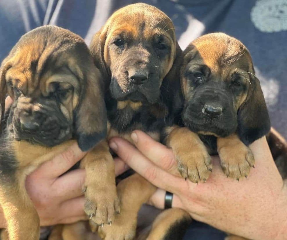 Bouie River Bloodhound Pups breeder image 3