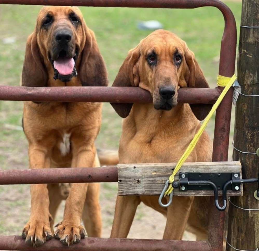 Bouie River Bloodhound Pups breeder image 4