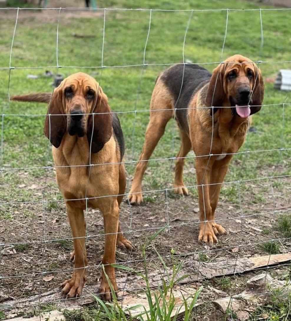 Bouie River Bloodhound Pups breeder image 5