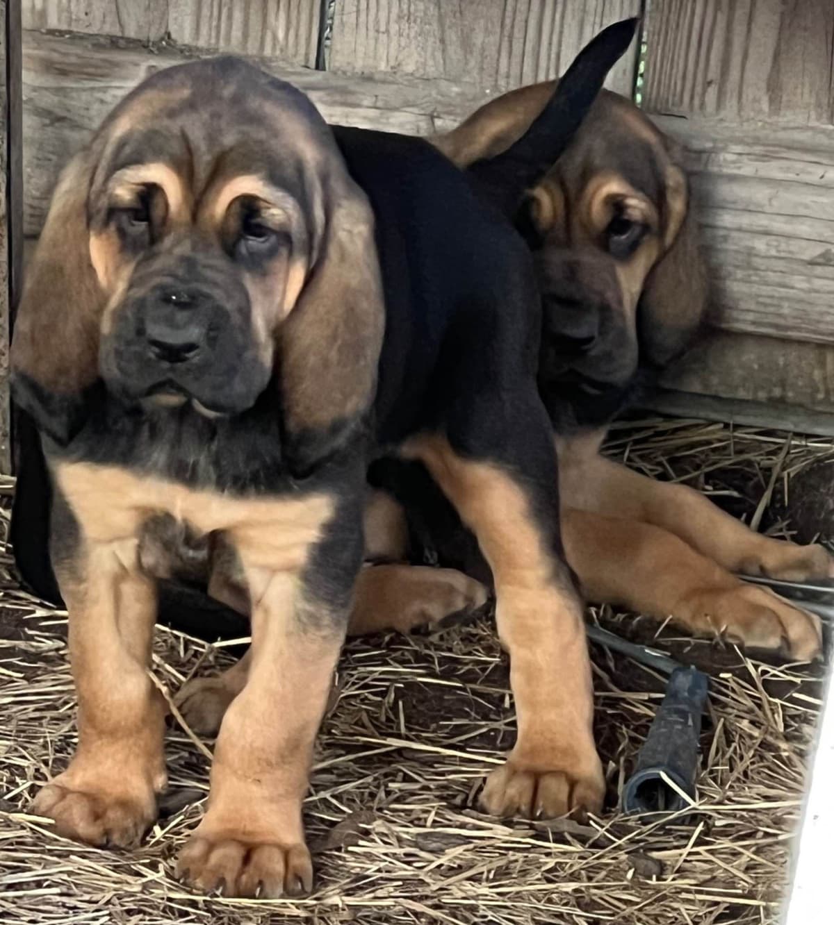 Bouie River Bloodhound Pups breeder image 6