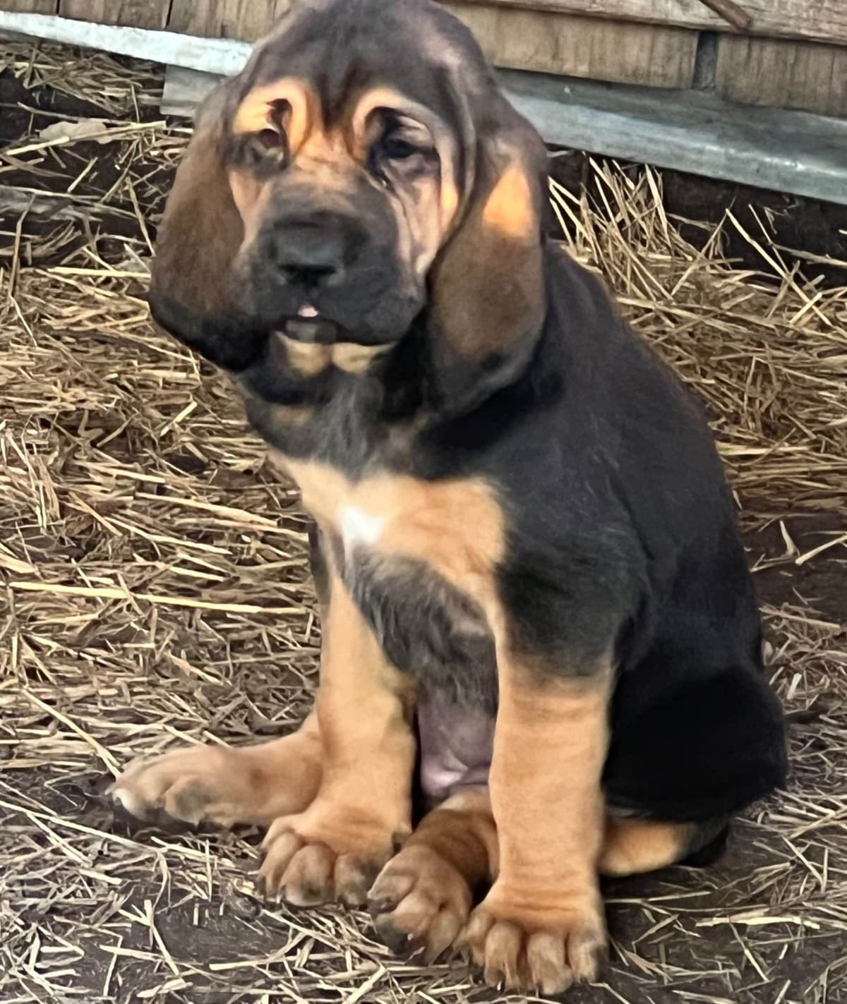 Bouie River Bloodhound Pups breeder image 7