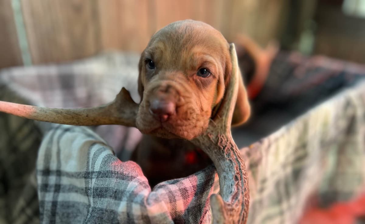 Bouie River Bloodhound Pups breeder image 9