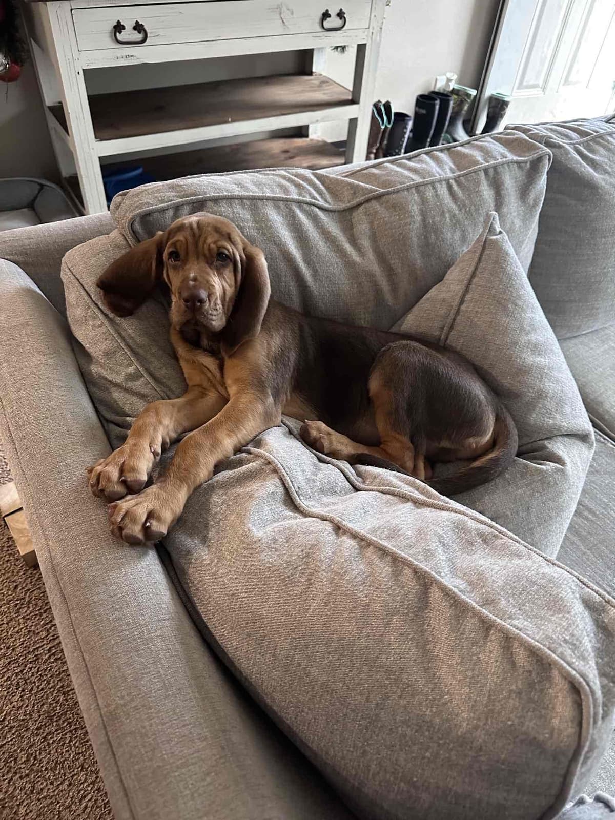 Bouie River Bloodhound Pups breeder image 12