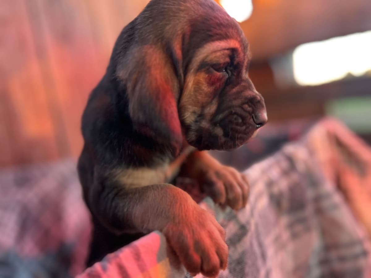 Bouie River Bloodhound Pups breeder image 10