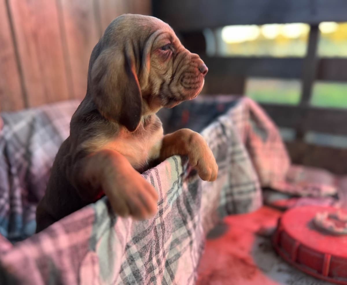 Bouie River Bloodhound Pups breeder image 11