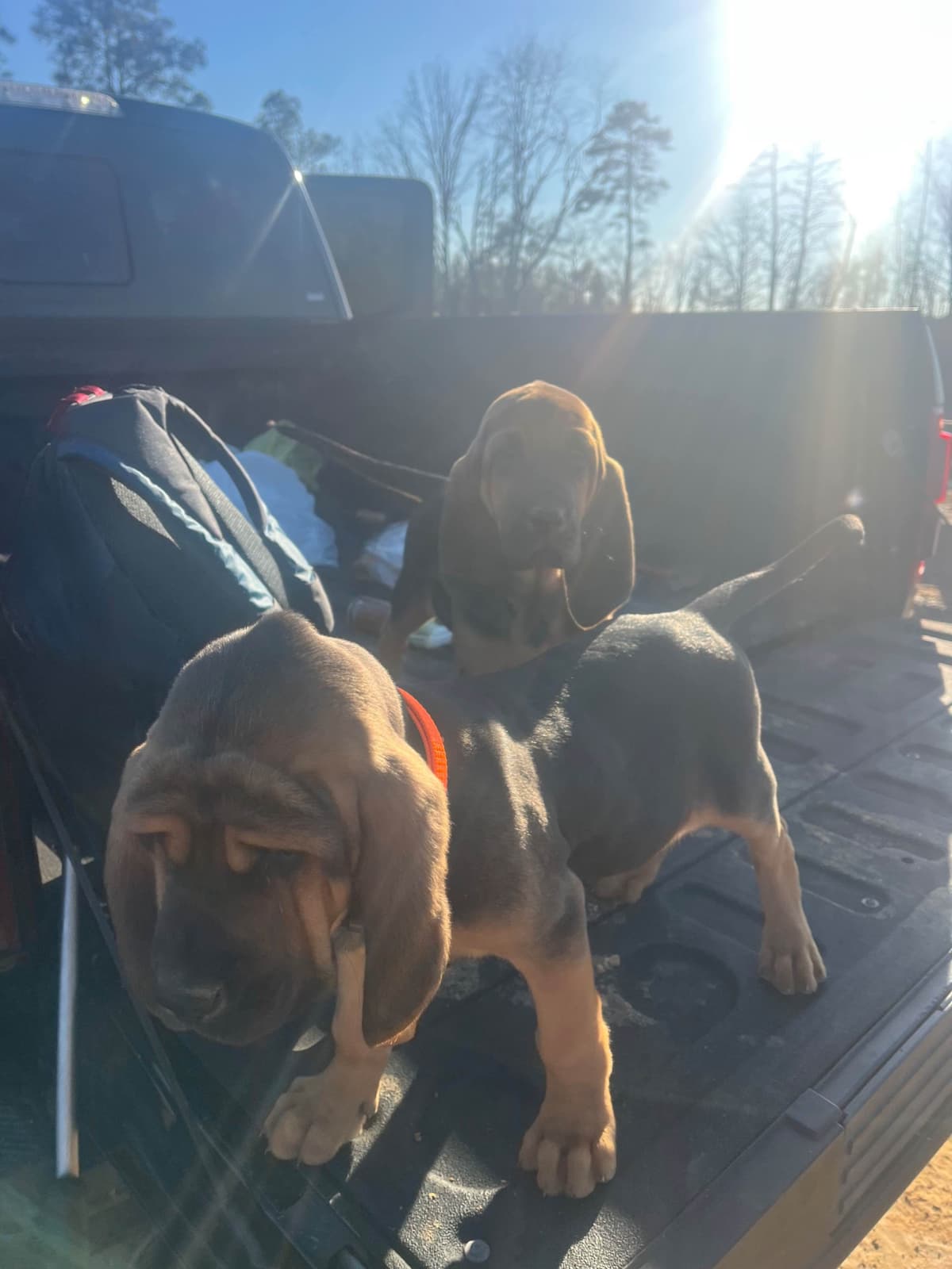 Bouie River Bloodhound Pups breeder image 13