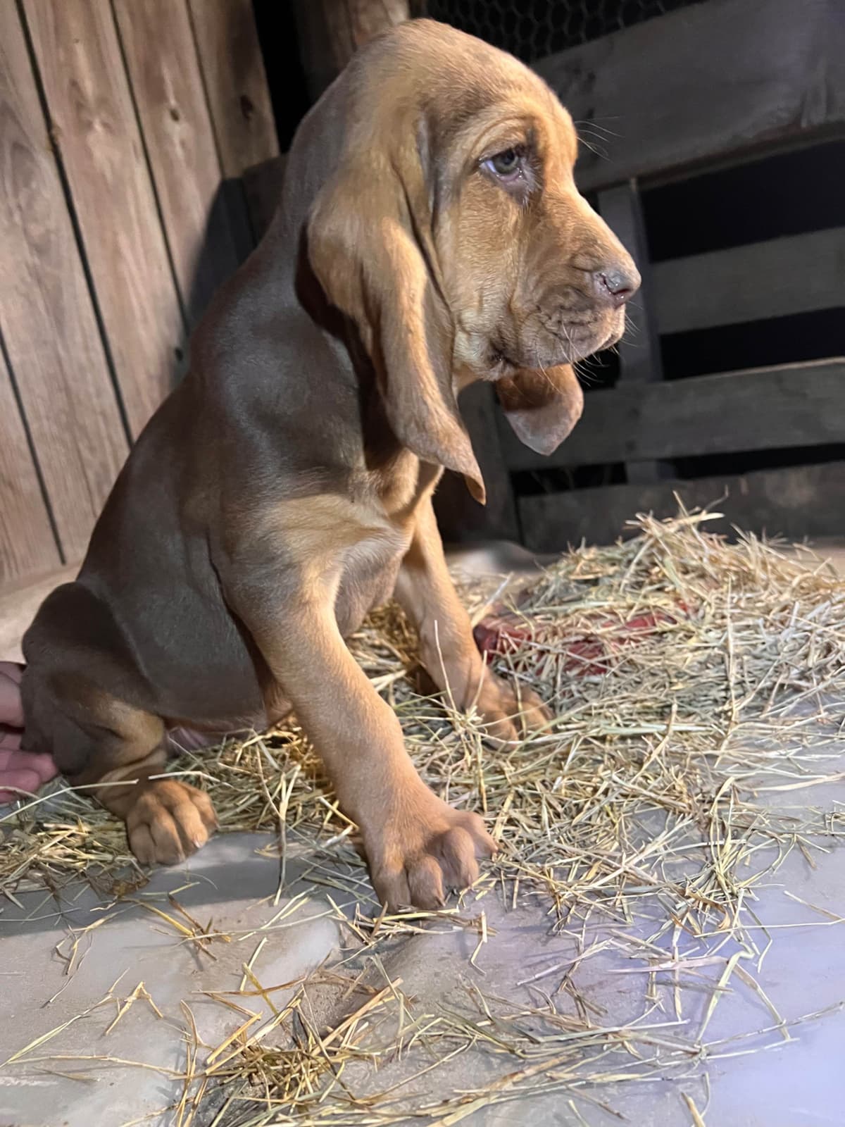 Bouie River Bloodhound Pups breeder image 14