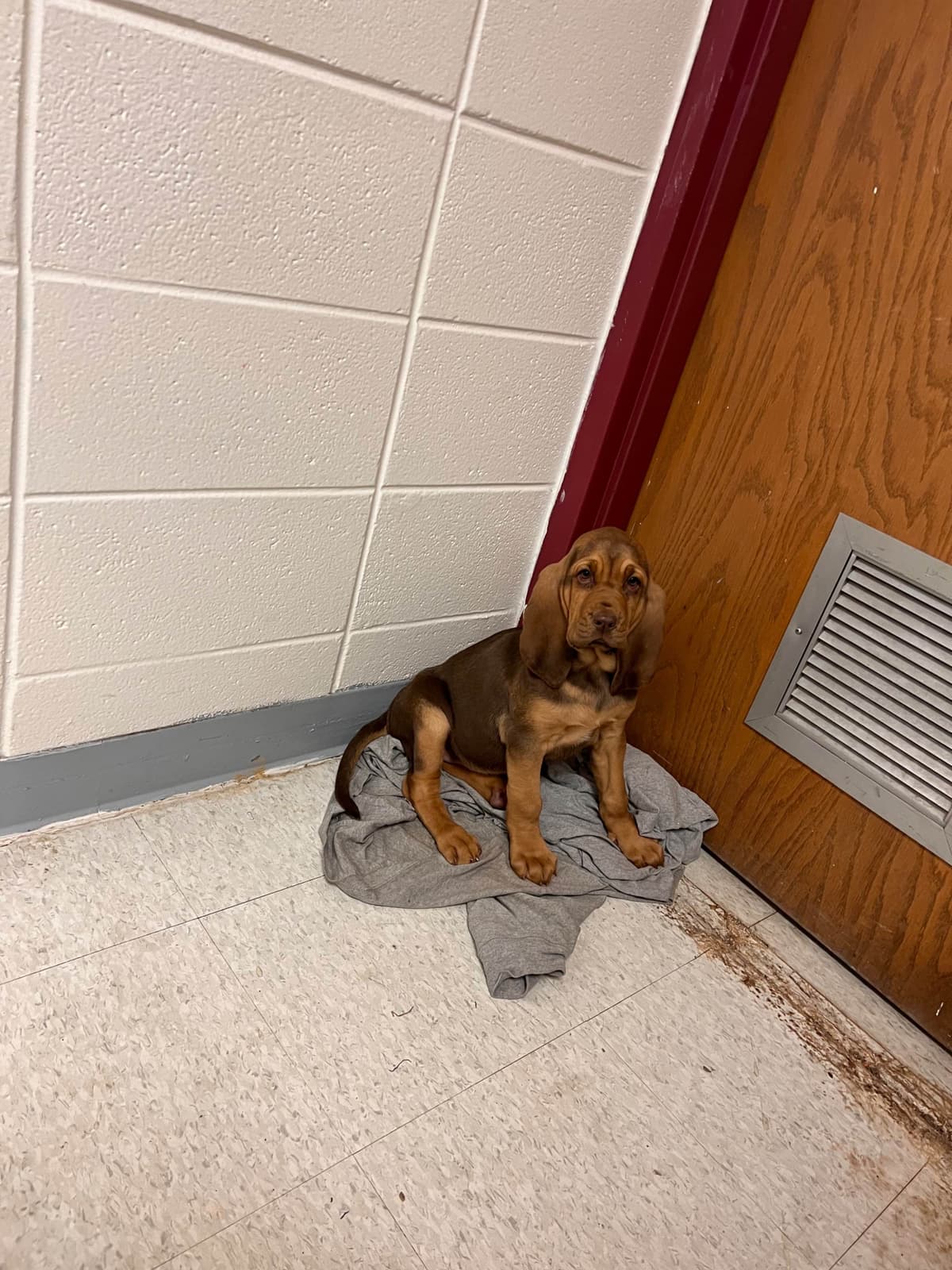 Bouie River Bloodhound Pups breeder image 15