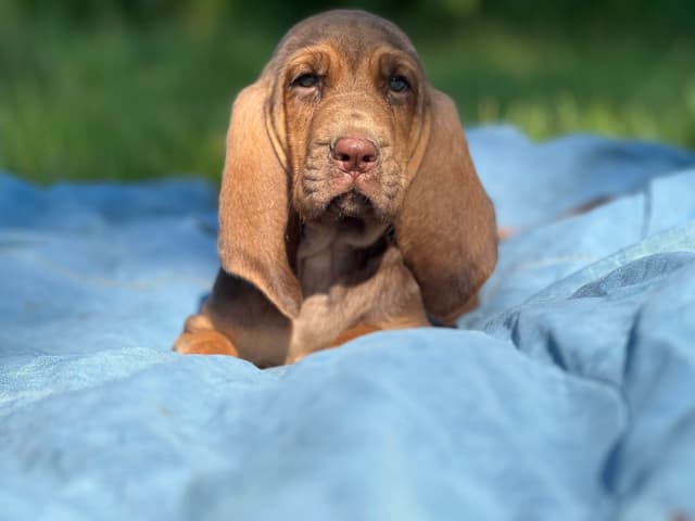 Bouie River Bloodhound Pups media 2