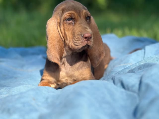 Bouie River Bloodhound Pups media 4