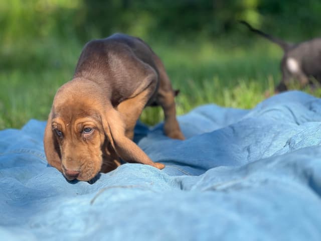 Bouie River Bloodhound Pups media 3