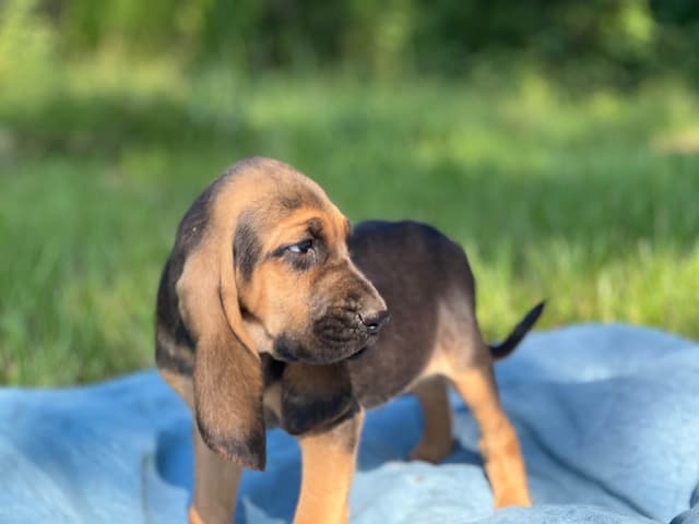 Bouie River Bloodhound Pups media 12