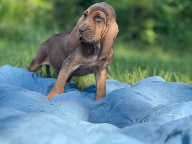 Bouie River Bloodhound Pups media 7