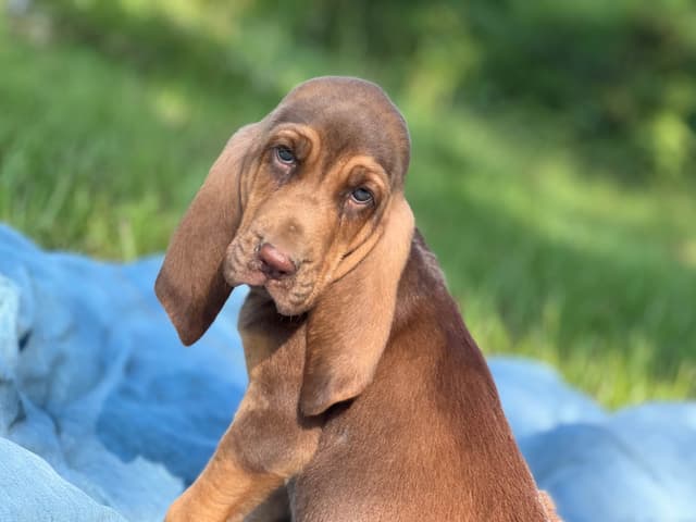 Bouie River Bloodhound Pups media 5