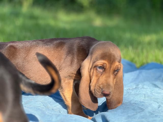 Bouie River Bloodhound Pups media 6