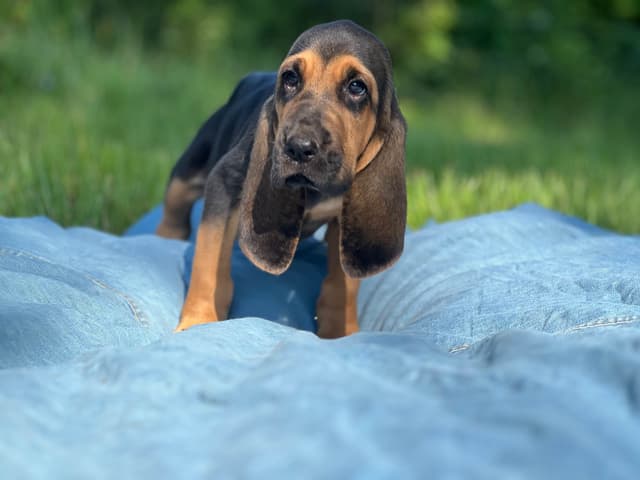 Bouie River Bloodhound Pups media 8