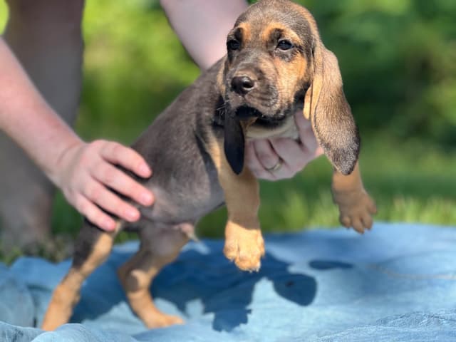 Bouie River Bloodhound Pups media 17