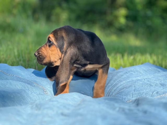 Bouie River Bloodhound Pups media 10