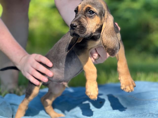 Bouie River Bloodhound Pups media 18
