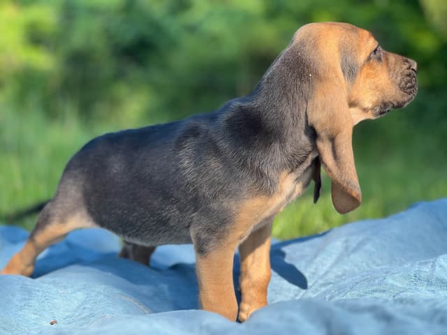 Bouie River Bloodhound Pups media 15