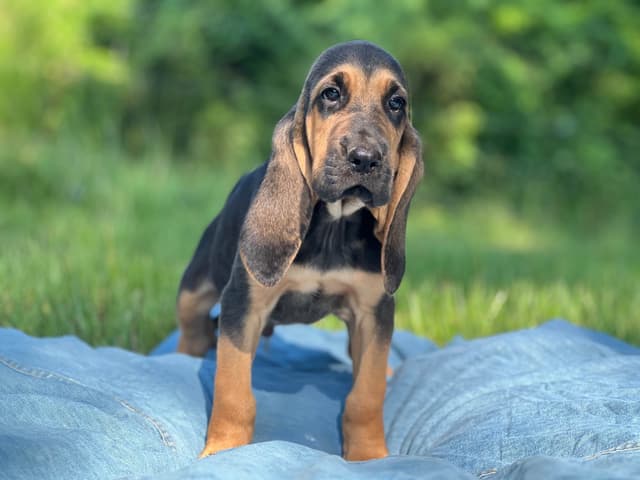 Bouie River Bloodhound Pups media 9