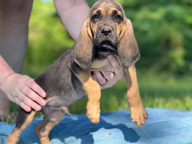 Bouie River Bloodhound Pups media 19
