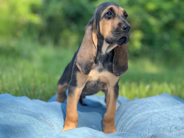 Bouie River Bloodhound Pups media 11