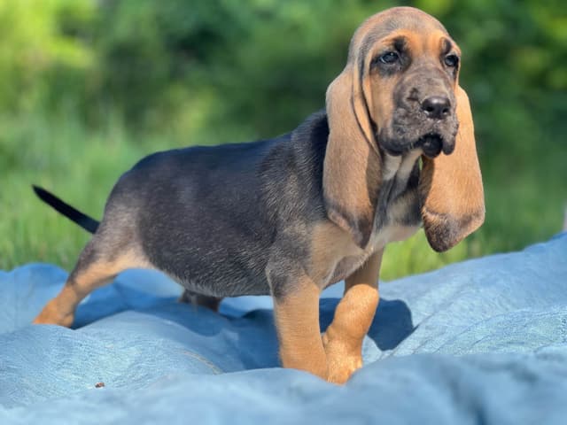 Bouie River Bloodhound Pups media 14