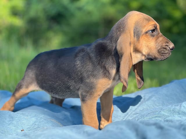 Bouie River Bloodhound Pups media 13