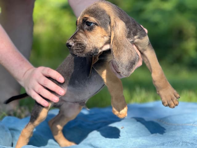 Bouie River Bloodhound Pups media 20