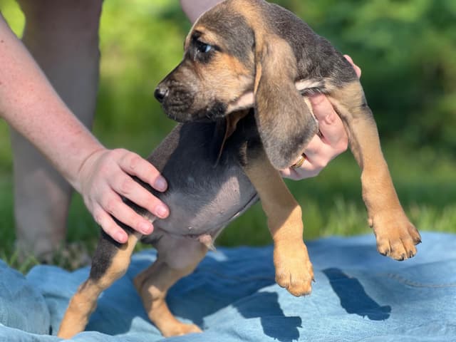 Bouie River Bloodhound Pups media 21