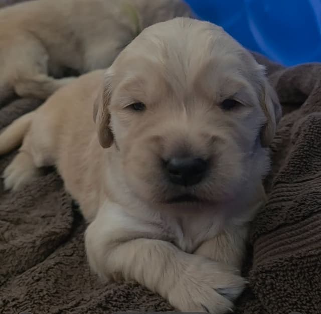 Golden Retriever Puppies media 3