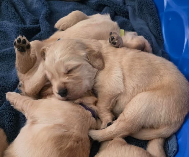 Golden Retriever Puppies media 4