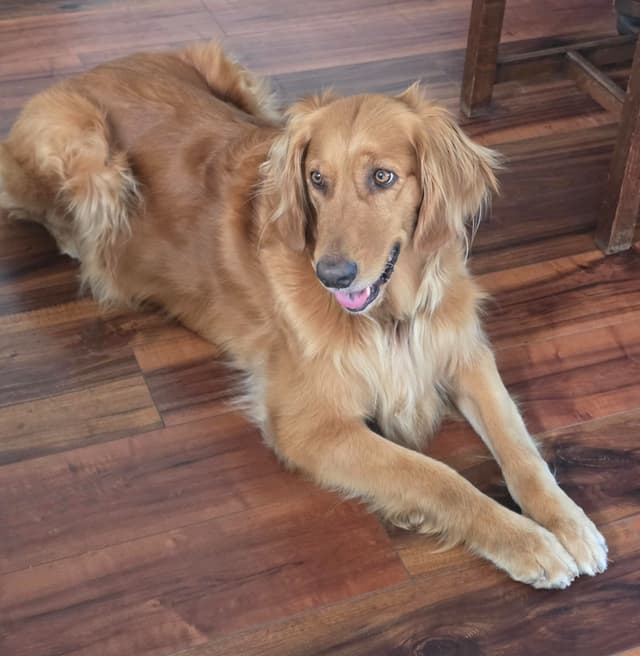 Golden Retriever Puppies media 6
