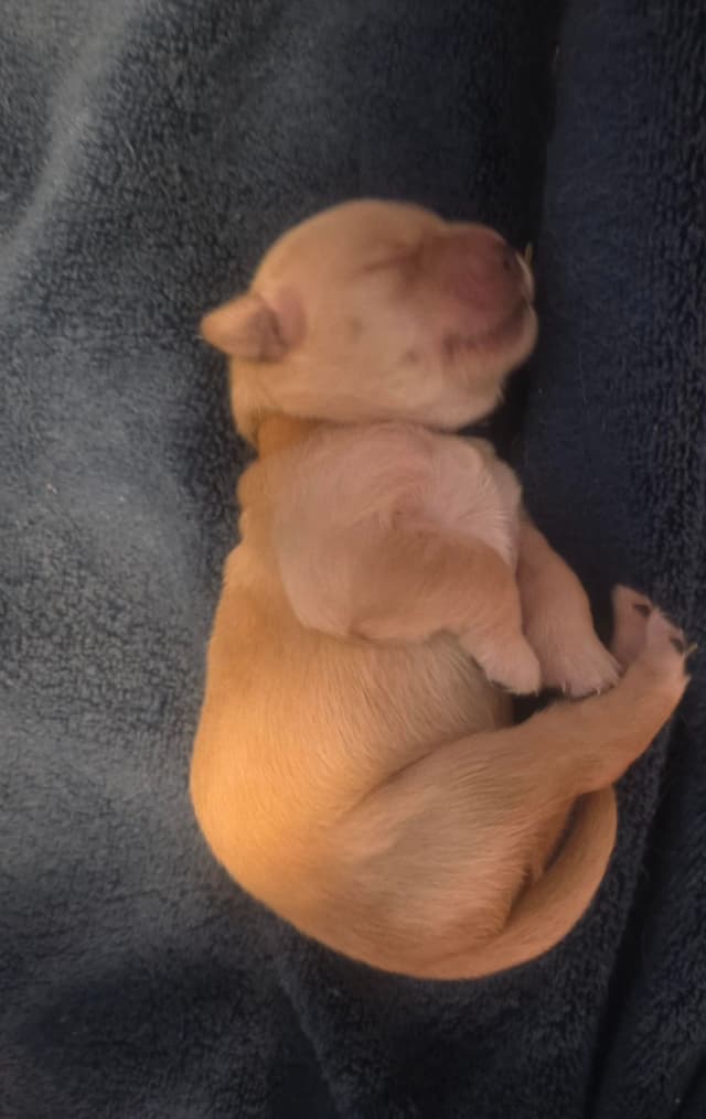 Golden Retriever Puppies media 2