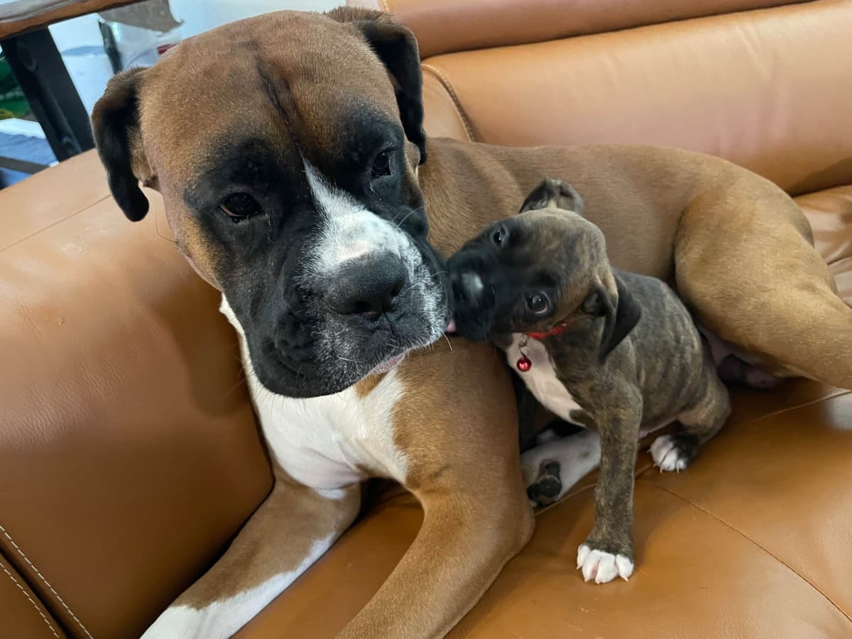Boxer Puppies breeder image 2