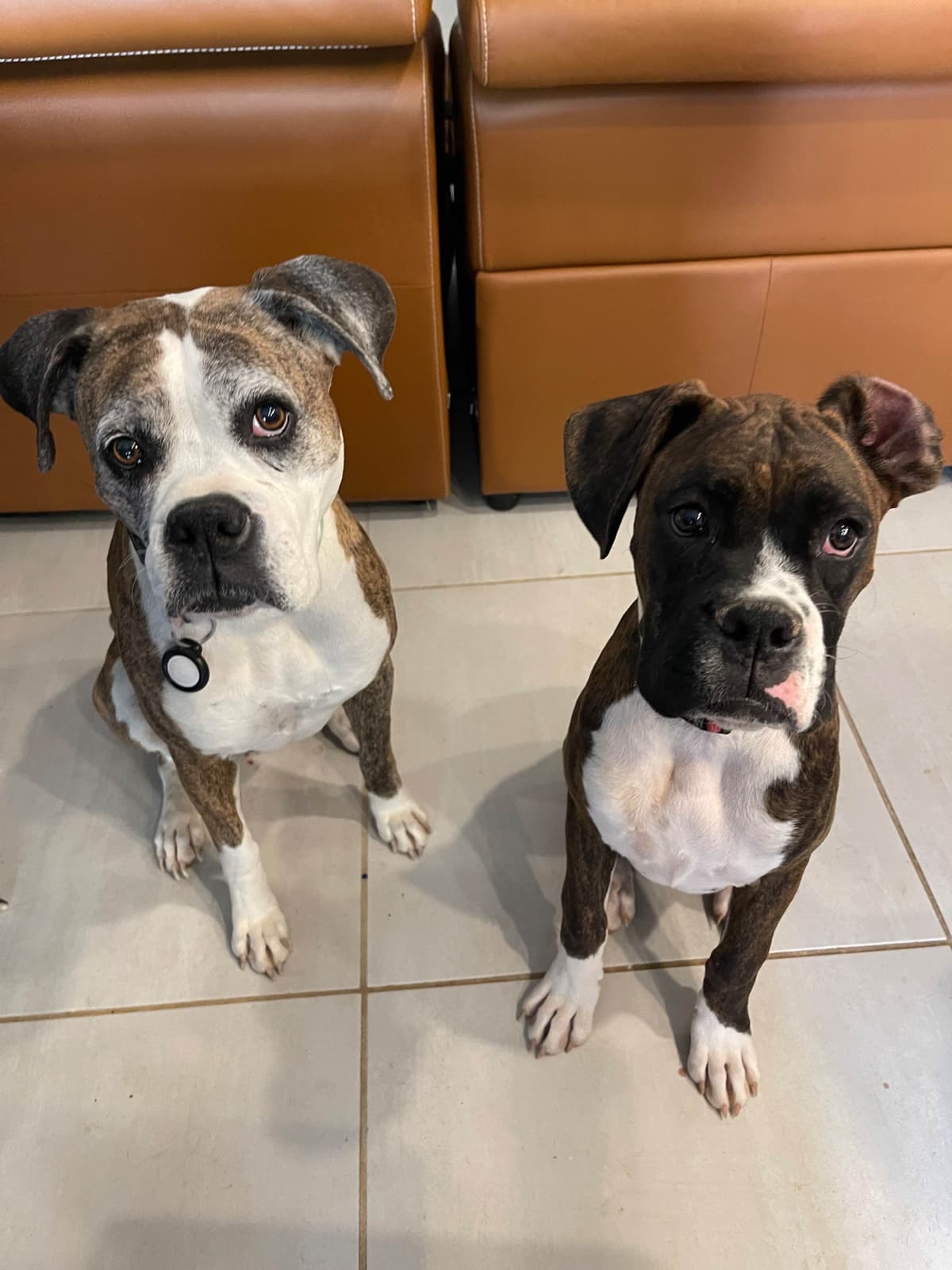 Boxer Puppies breeder image 3