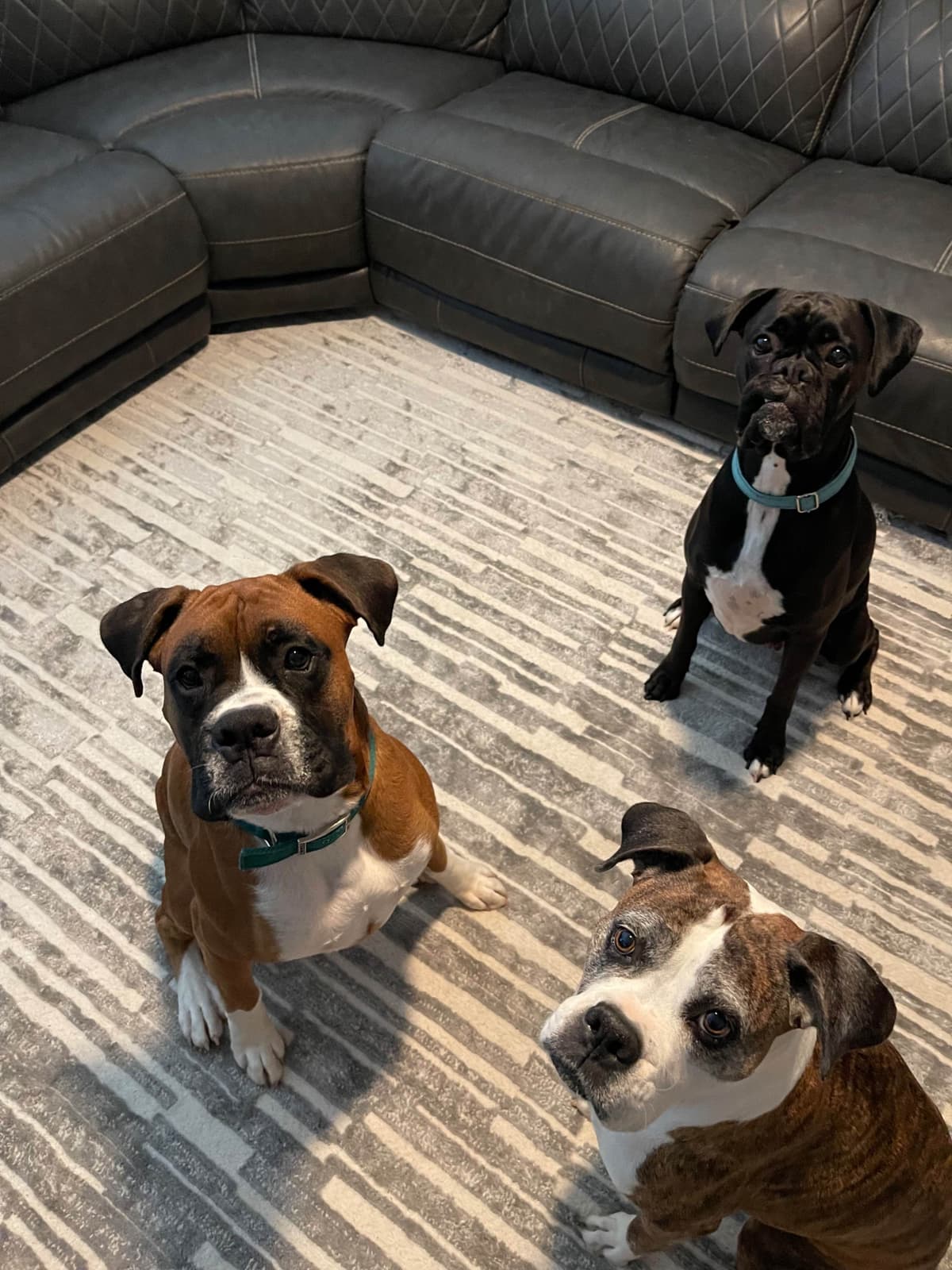 Boxer Puppies breeder image 5