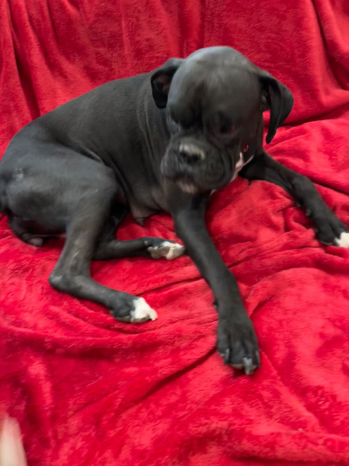 Boxer Puppies breeder image 6