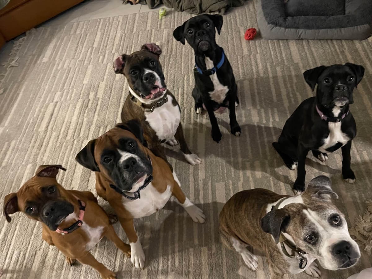 Boxer Puppies breeder image 9