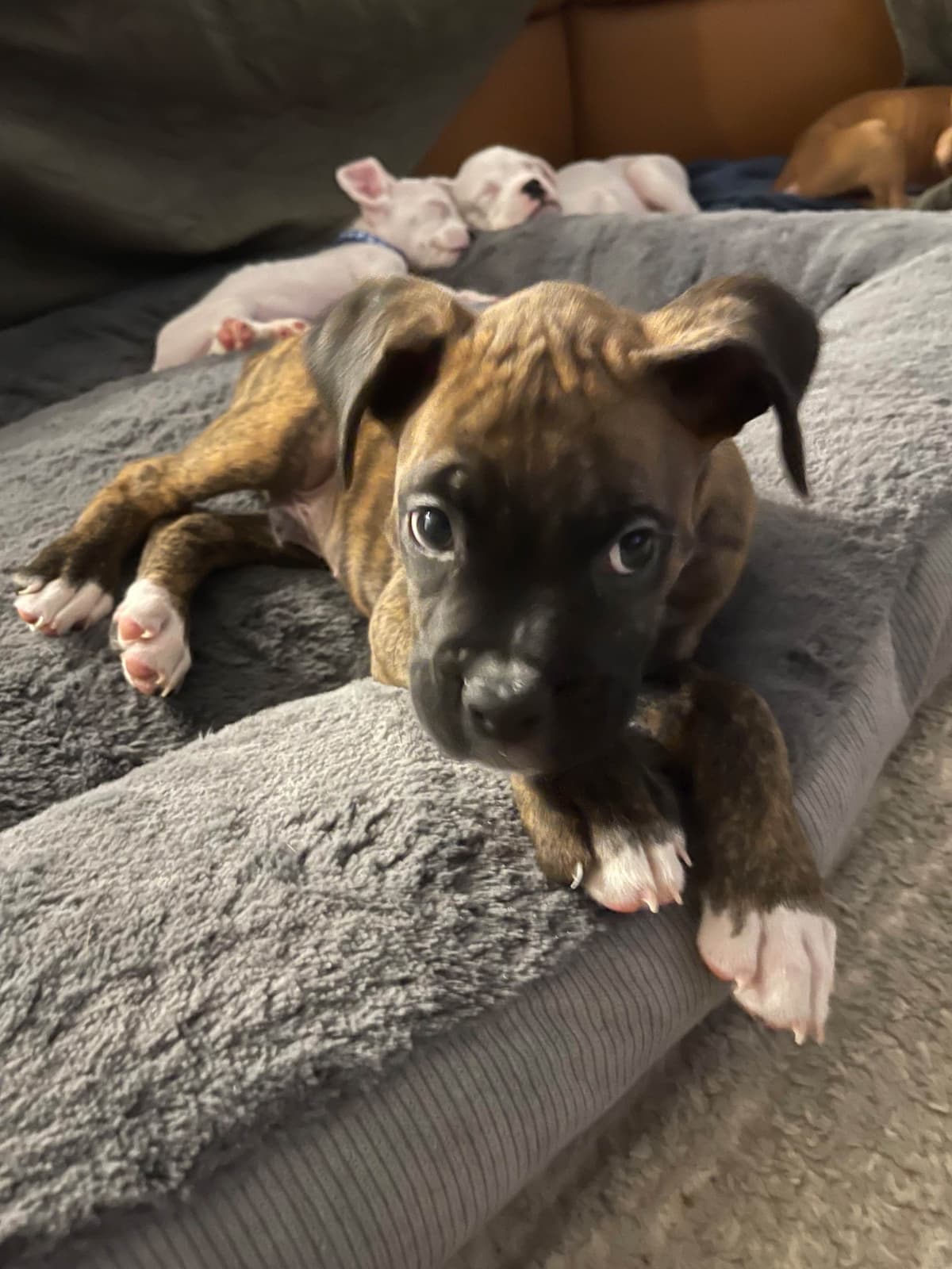 Boxer Puppies breeder image 12