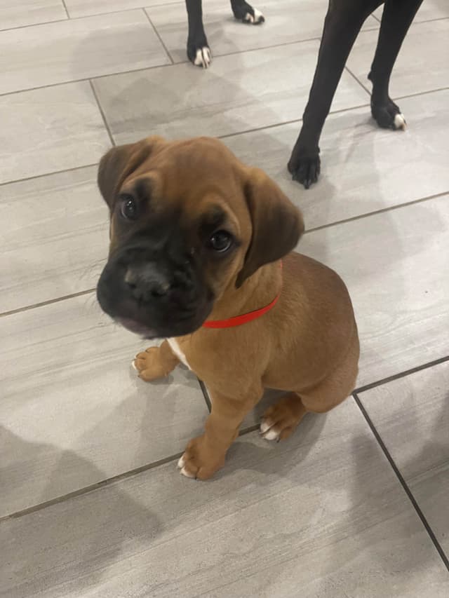 Boxer Puppies media 2