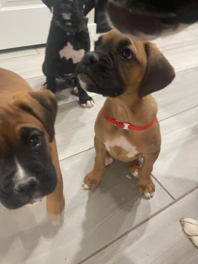 Boxer Puppies media 3