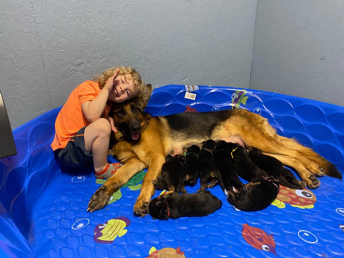 German Shepherd Dog Puppies breeder image 4