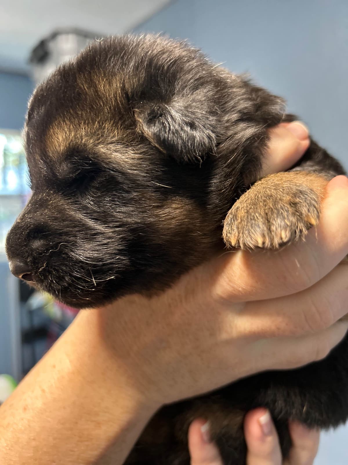 German Shepherd Dog Puppies breeder image 5