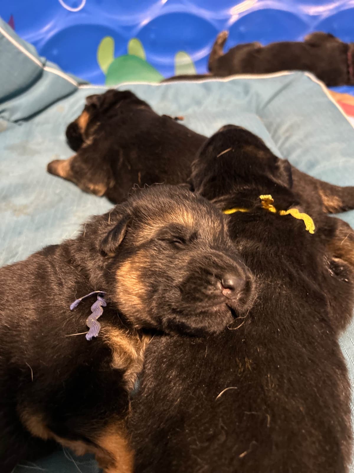 German Shepherd Dog Puppies breeder image 6