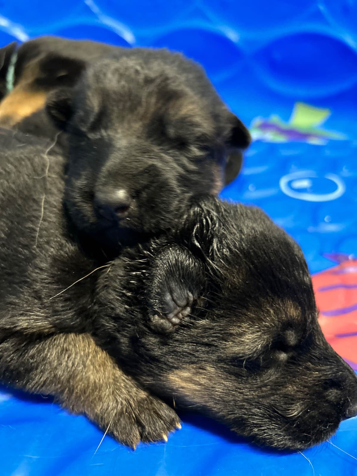 German Shepherd Dog Puppies breeder image 7