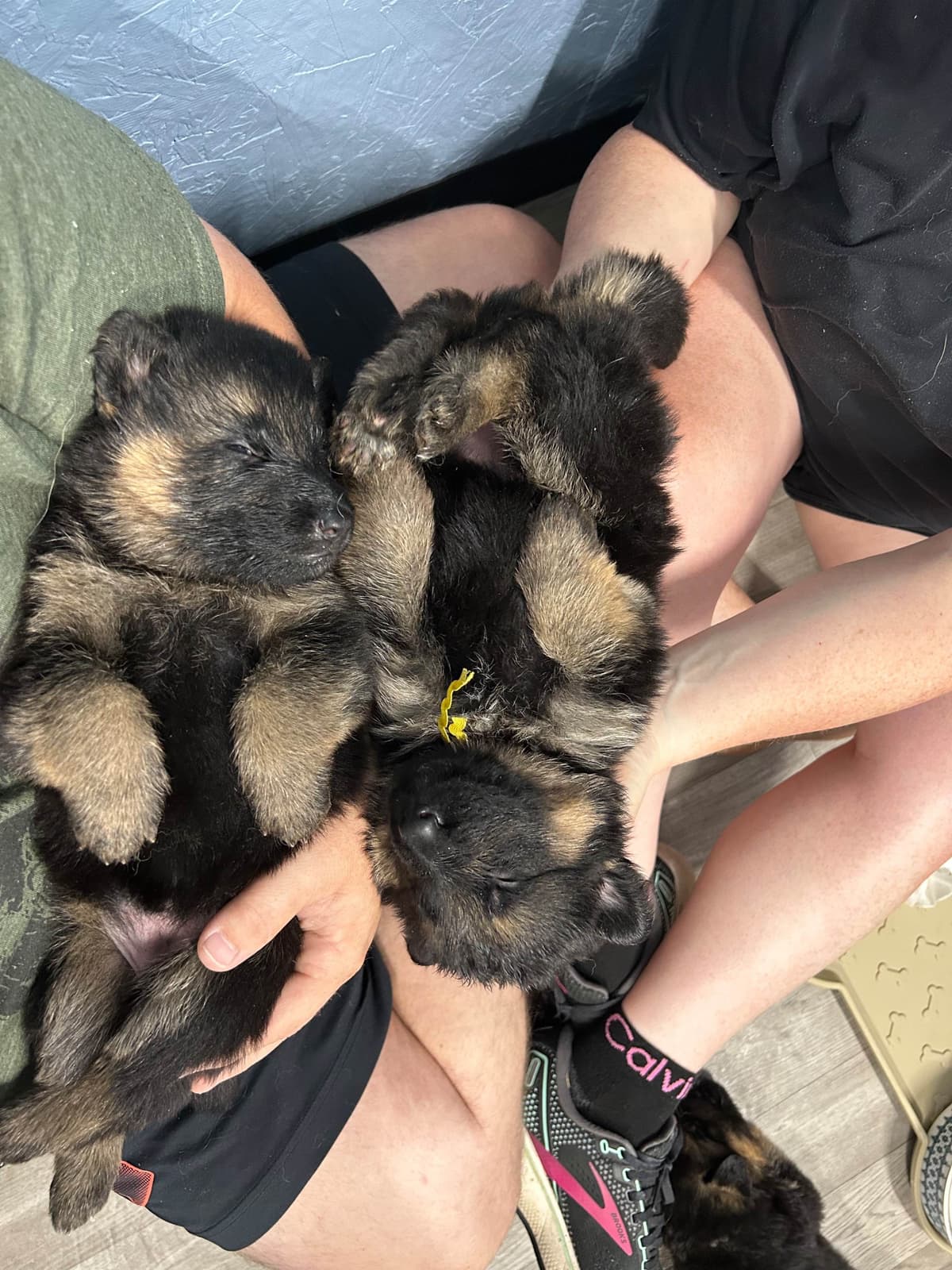 German Shepherd Dog Puppies breeder image 8