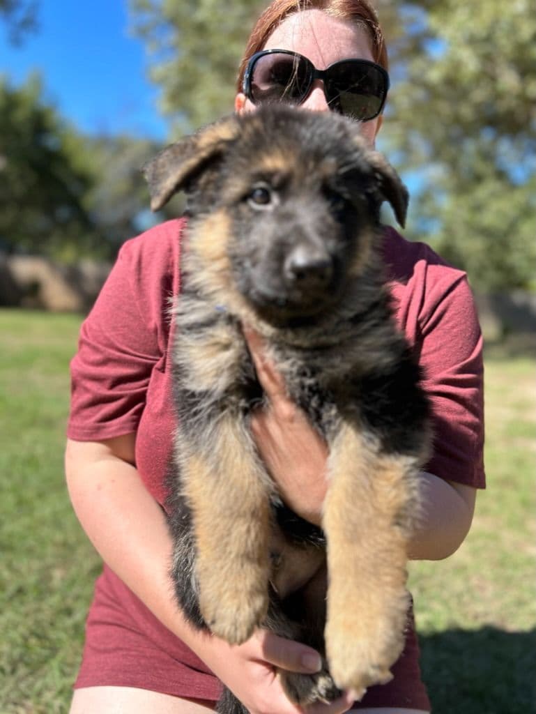 German Shepherd Dog Puppies breeder image 9
